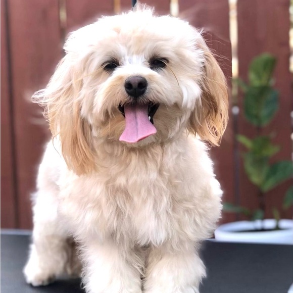 Meet your Posher, Roland - Picture 1 of 1